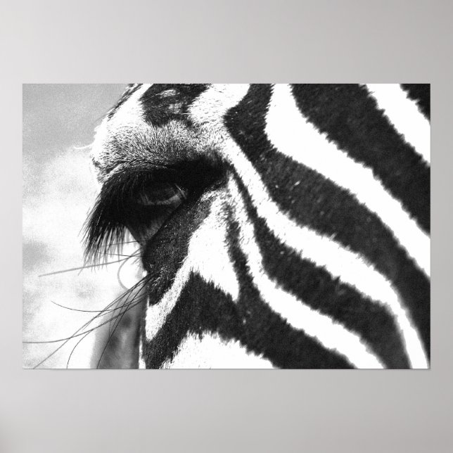 ZEBRA POSTER (Framsidan)