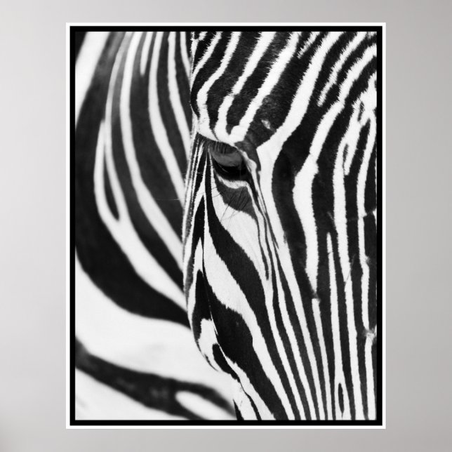 Zebra Poster (Framsidan)