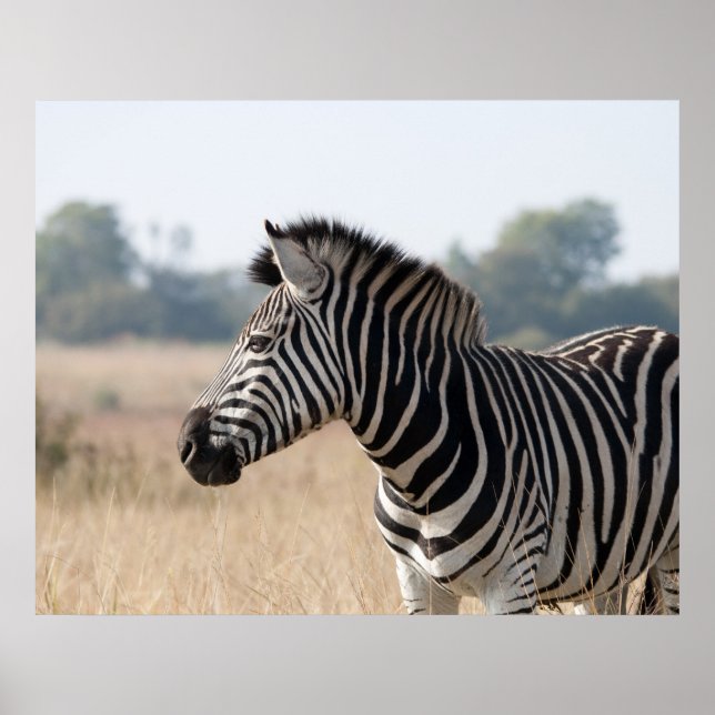 Zebra Poster (Framsidan)