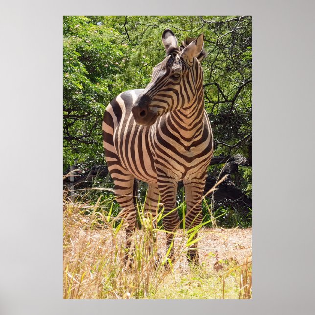 Zebra Poster (Framsidan)