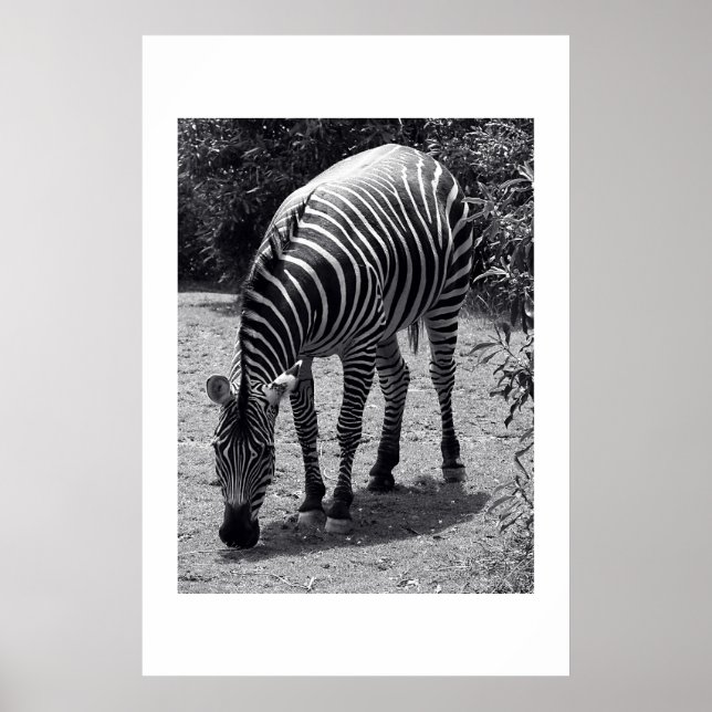 Zebra Poster (Framsidan)