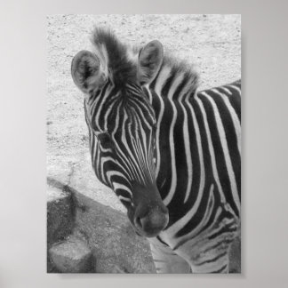 Zebra Poster