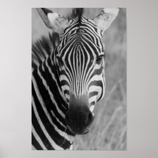 zebra poster FRÅN 8,99 (Framsidan)