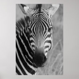 zebra poster FRÅN 8,99
