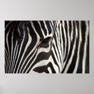 Zebra Rand Mönster och Öga Poster