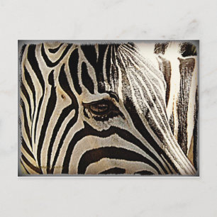 Zebra "Rand" Vykort