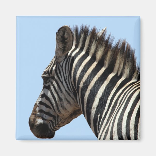 zebra ränder blå magnet (Framsidan)