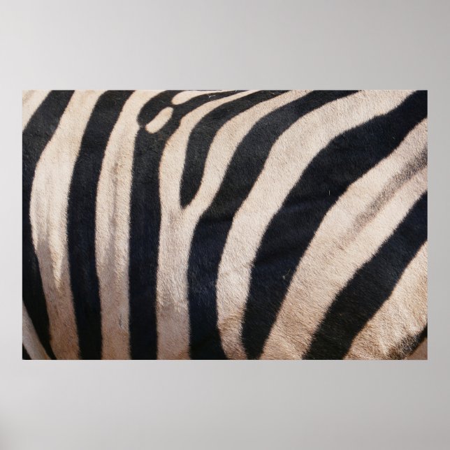 Zebra ränder Black and White Poster (Framsidan)