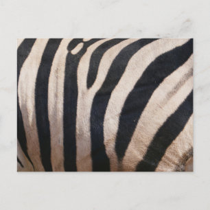 Zebra ränder Black and White Vykort