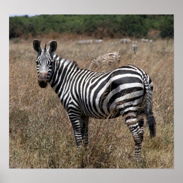 zebra ränder poster (Framsidan)