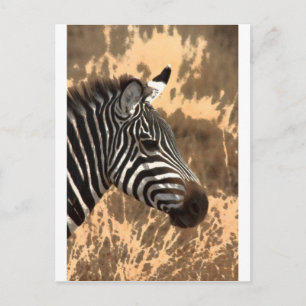zebra ränder vykort