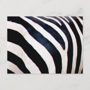 Zebra ränder vykort
