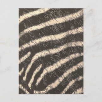 Zebra ränder vykort