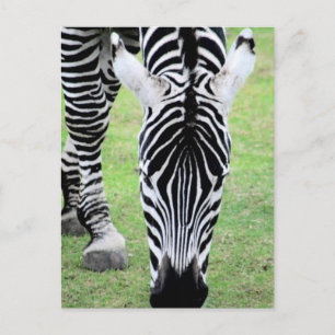 Zebra ränder vykort