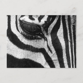 Zebra ränder vykort