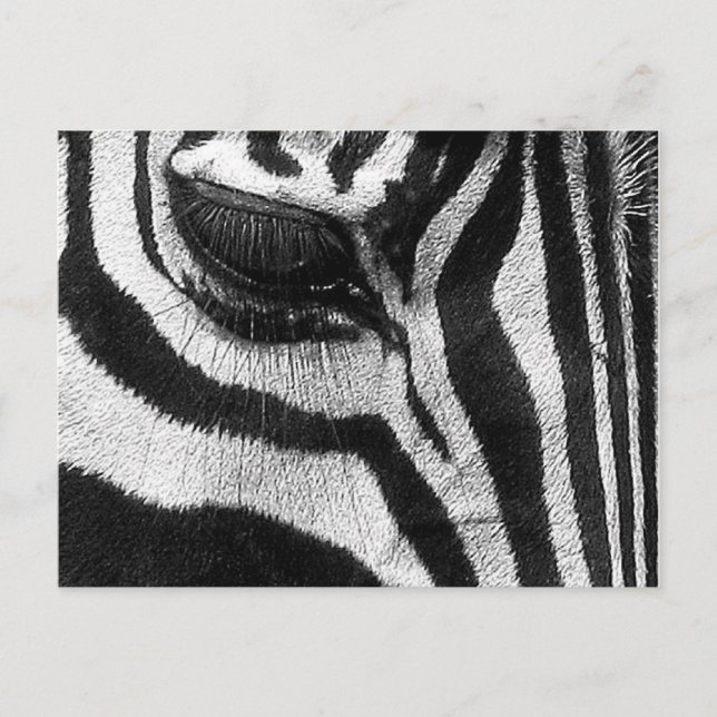Zebra ränder vykort (Framsida)