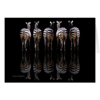 Zebra Reflection OBS Kort