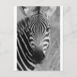 Zebra Safari Cute African Classy Rand Vykort