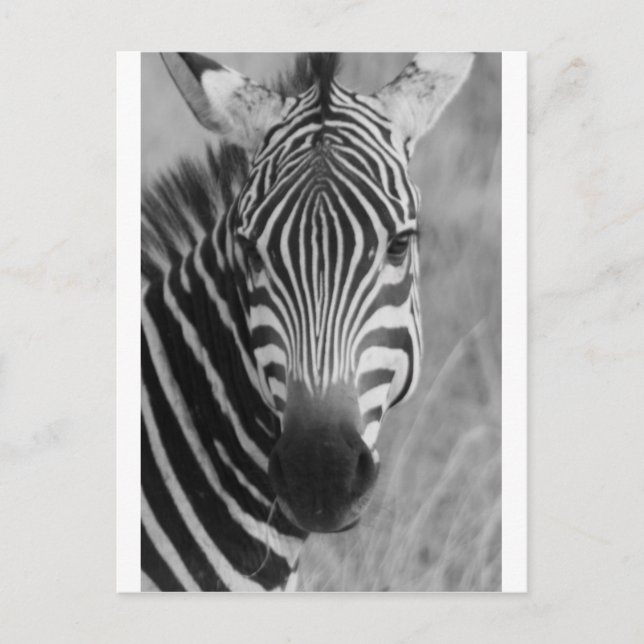 Zebra Safari Cute African Classy Rand Vykort (Framsida)