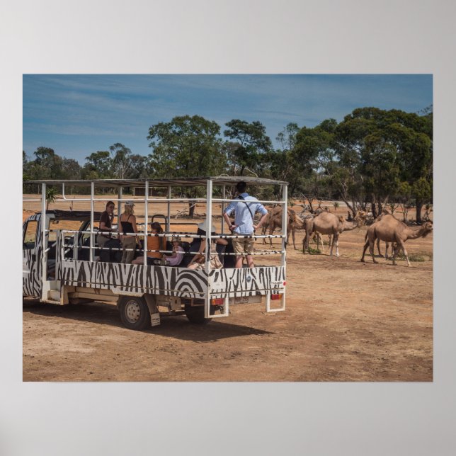 Zebra Safari Tour Lastbil i Wildlife Park Poster (Framsidan)