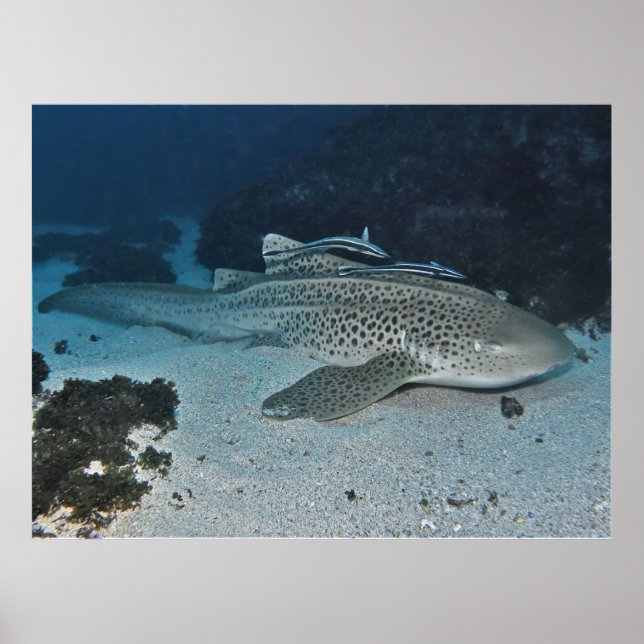 Zebra Shark Poster (Framsidan)