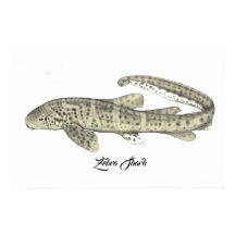 Zebra Shark Small