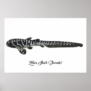 Zebra Shark (unga) Poster