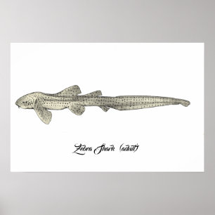 Zebra Shark [Vuxen] Poster