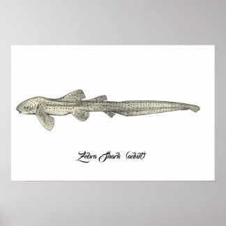 Zebra Shark [Vuxen] Poster