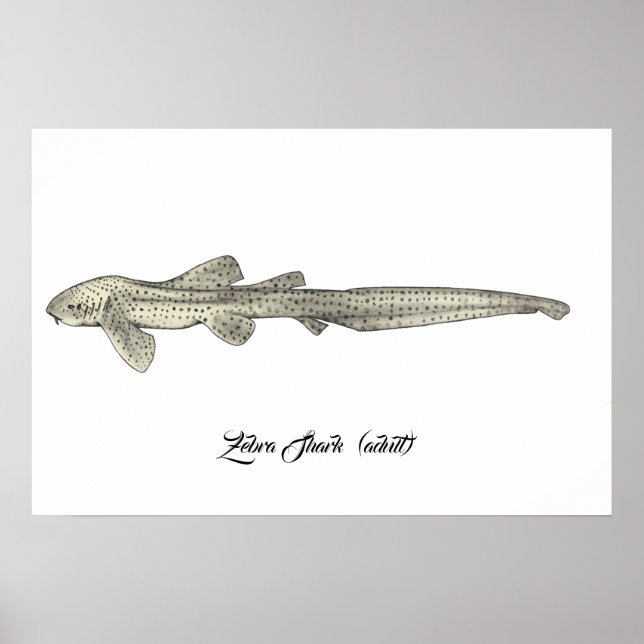 Zebra Shark [Vuxen] Poster (Framsidan)