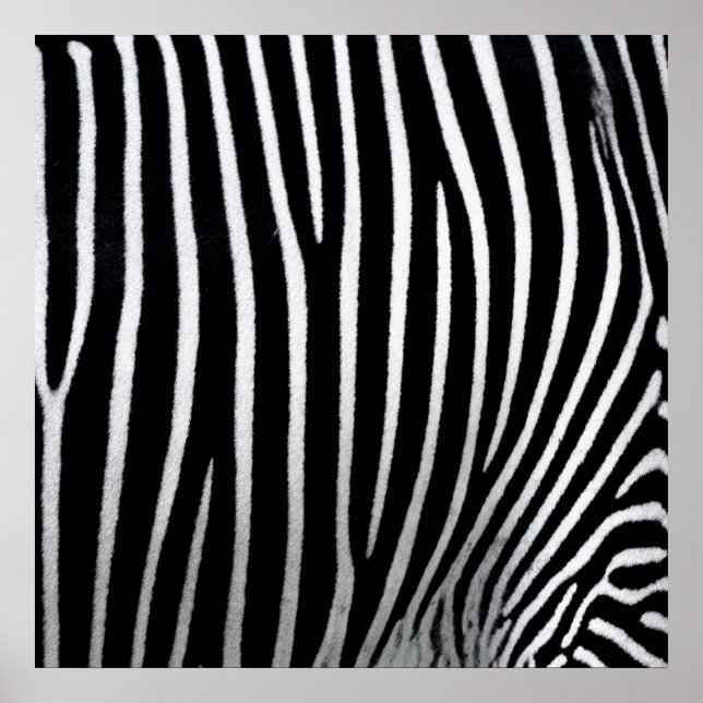 Zebra Skin Poster (Framsidan)
