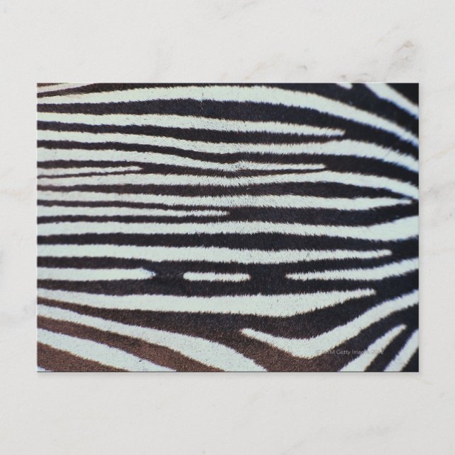 Zebra skin yta vykort (Framsida)