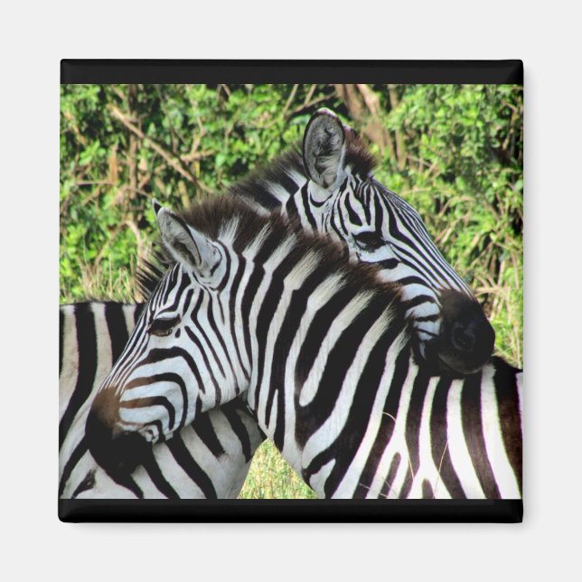 zebra snuggar magnet (Framsidan)