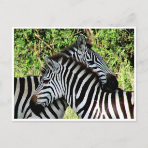 zebra snuggel vykort