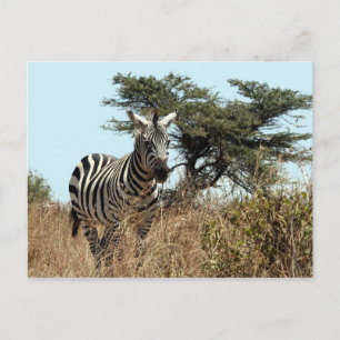 zebra stam vykort