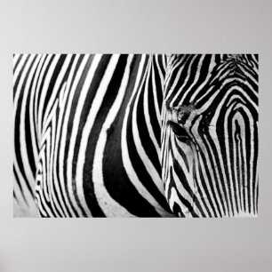 ZEBRA STÄNG VY POSTER
