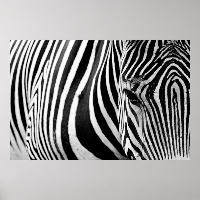 ZEBRA STÄNG VY POSTER (Framsidan)
