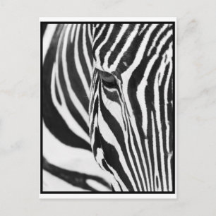 Zebra Stare Vykort