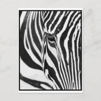 Zebra Stare Vykort