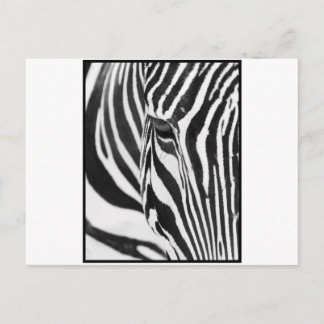 Zebra Stare Vykort