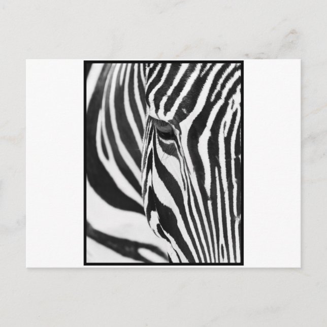 Zebra Stare Vykort (Framsida)