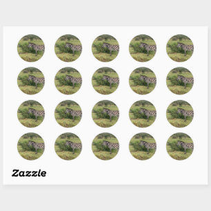 Zebra Stickers Runt Klistermärke