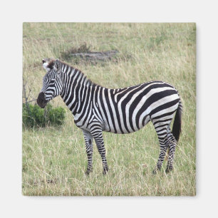 zebra stolt magnet