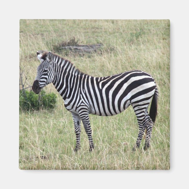 zebra stolt magnet (Framsidan)