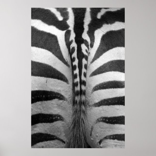 Zebra Strips Poster (Framsidan)