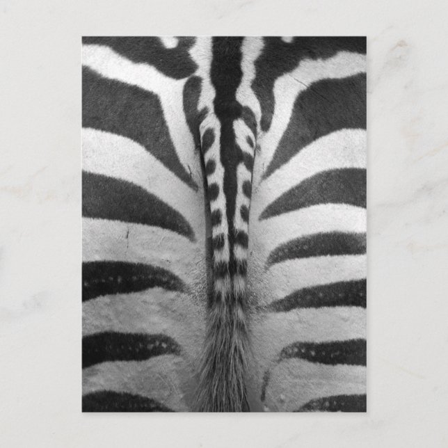 Zebra Strips Vykort (Framsida)