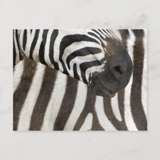 Zebra Strips Vykort