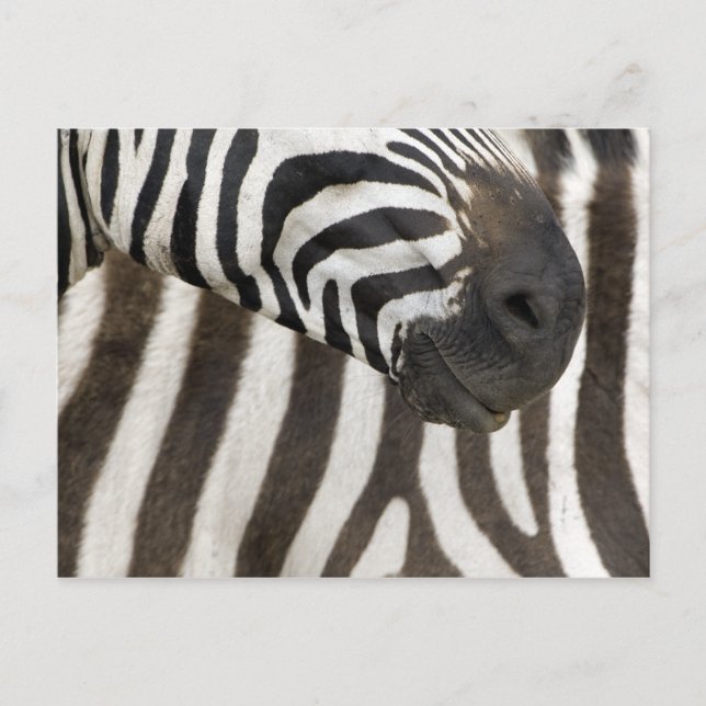Zebra Strips Vykort (Framsida)
