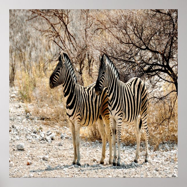 Zebra Stroll Poster (Framsidan)