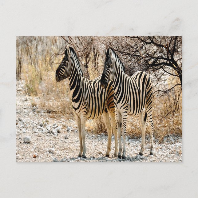 Zebra Stroll Vykort (Framsida)
